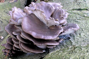 Pleurotus ostreatus 2